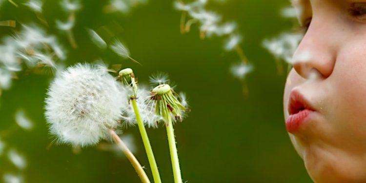 How to Make Dandelion Tea – Healthy Leaf, Root, and Flower Teas