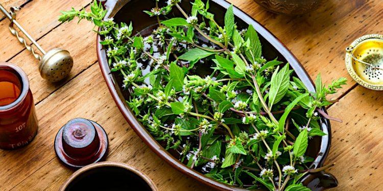 How to Dry Mint Leaves – Cultivating Mint Plants for Tea