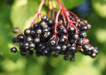 Elderberry Summer Delights