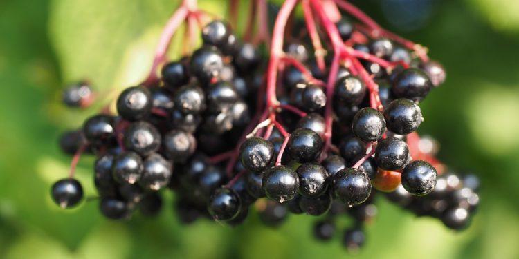 Elderberry Summer Delights