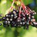 Elderberry Summer Delights